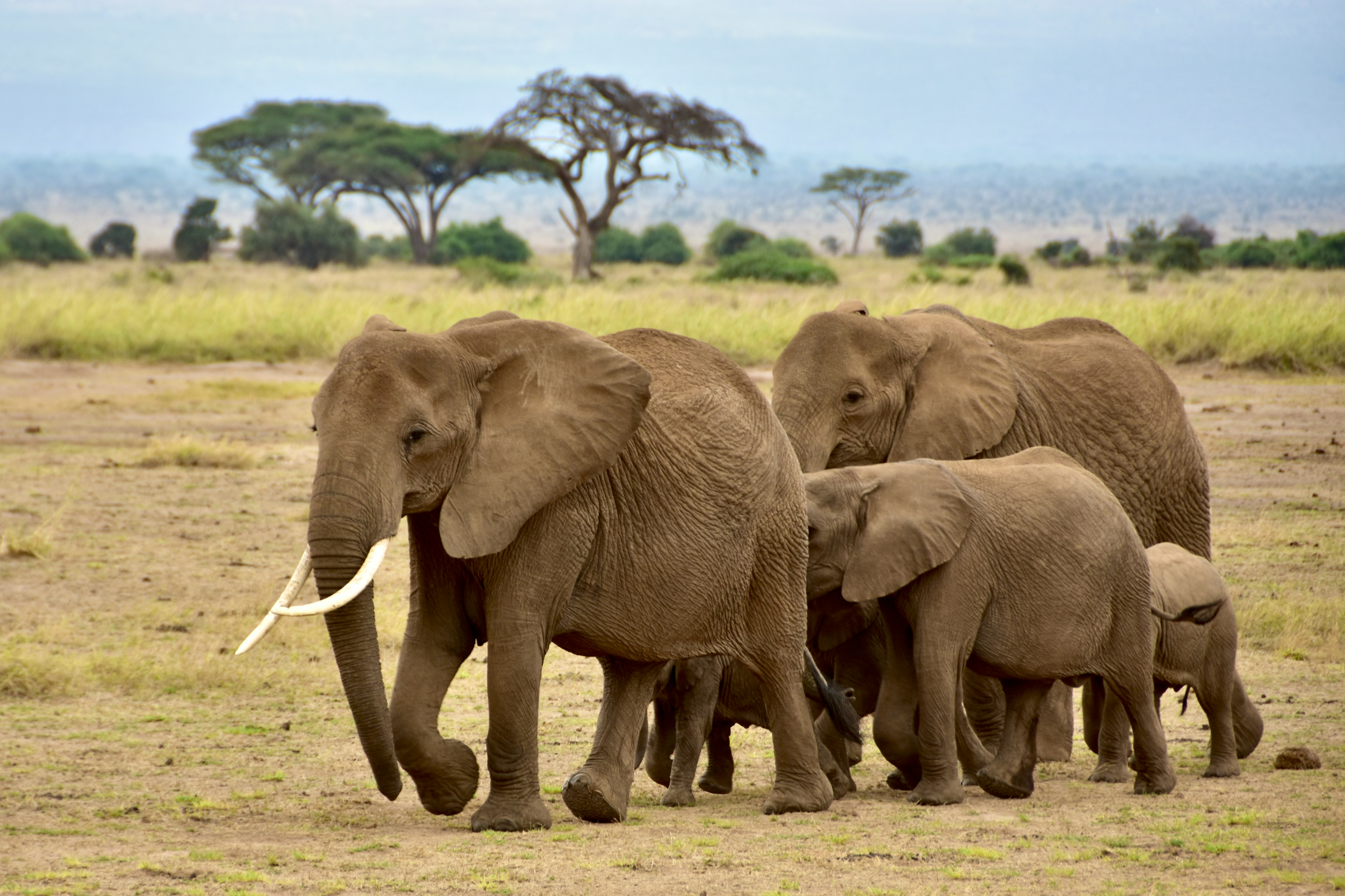 East Africa Safari 1