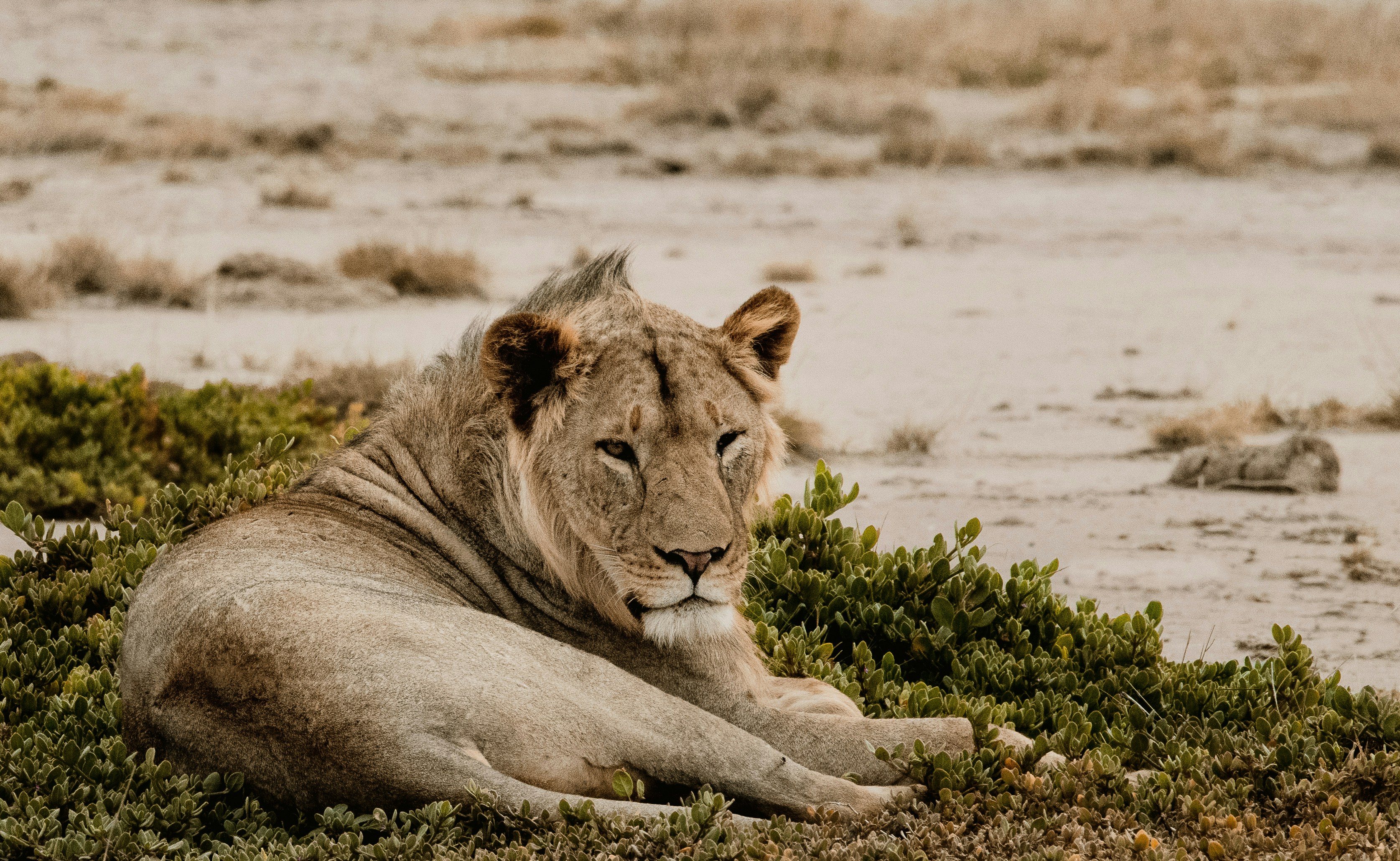 East Africa Safari 2