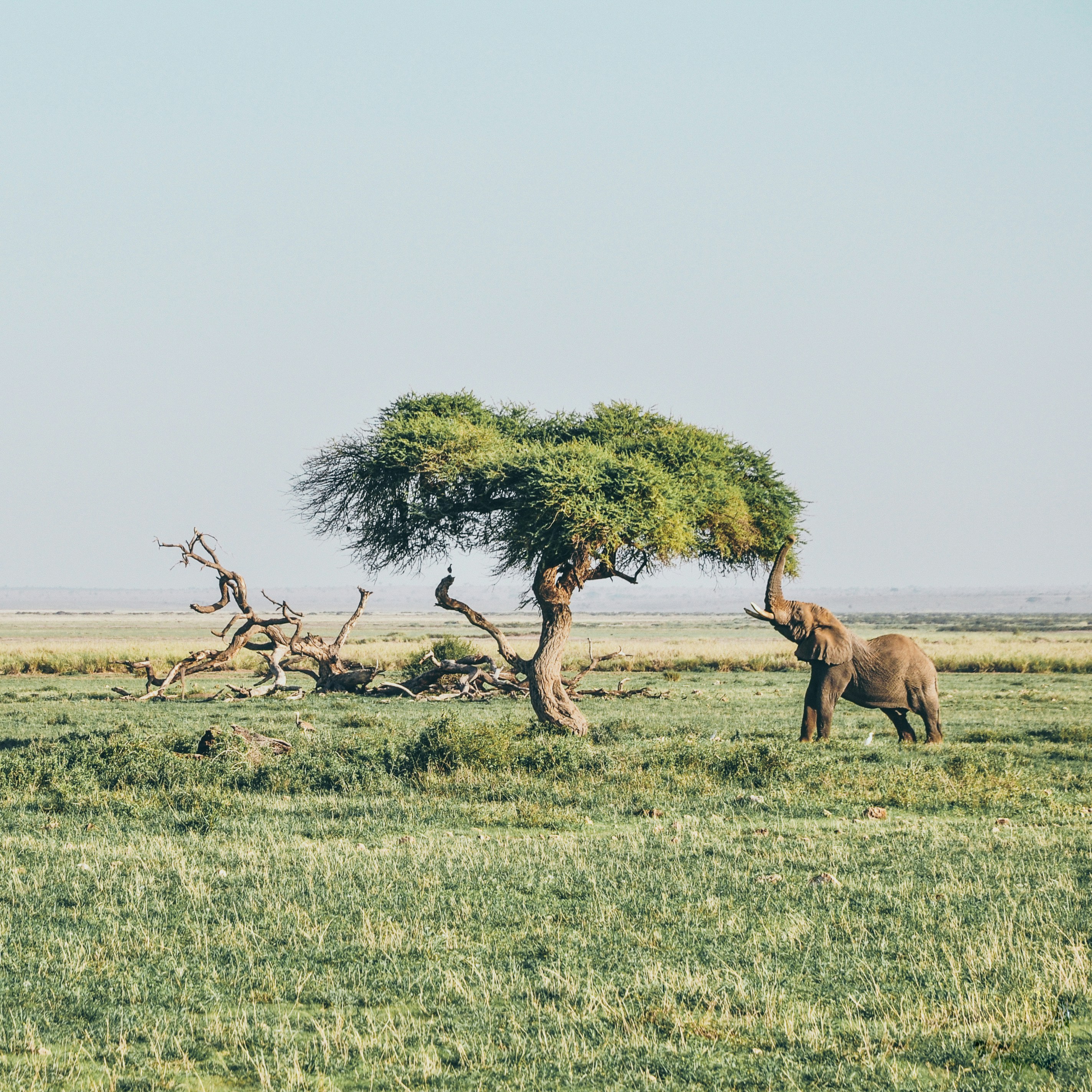 East Africa Safari 3